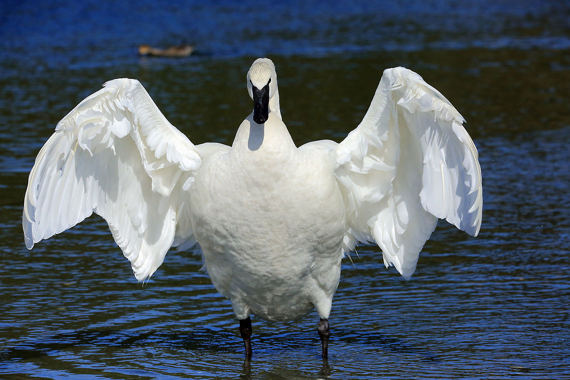 Give Me A Hug  Canada,Cygnus buccinator,Geotagged,Spring,Trumpeter Swan,beautiful,bird,british columbia,canon,nature,pam mullins,pamswildimages,secheltphotographer,stockphotography,swan,trumpeter,wildlife,wildlifephotographer