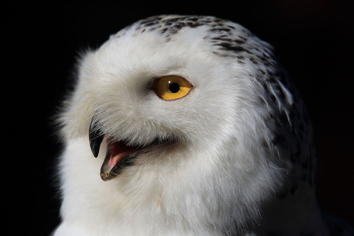 Snowy  Birds of Prey,Bubo scandiacus,Canada,Geotagged,Snowy Owl,Spring,nature,raptor,wildlife