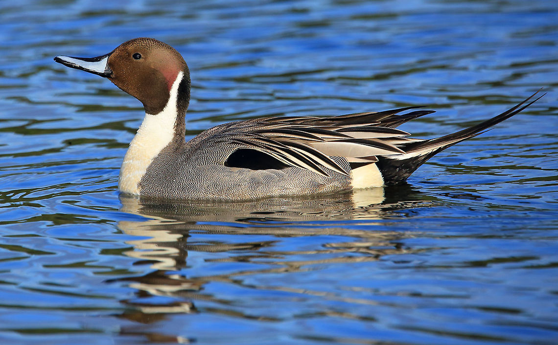 My Good Side  Anas acuta,Canada,Geotagged,Northern Pintail,Spring,bird,duck,nature,wildlife