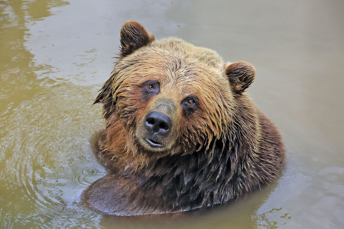 Cooling Off Ursus horribilis ("terrifying bear"). Grizzly is a term used to describe the silver or golden tips of the fur, giving the bear a grizzled look. An adult male can be 700/1000lbs but the record is 1500 lbs.  Canada,Geotagged,Grizzly bear,Summer,Ursus arctos horribilis,nature,wildlife
