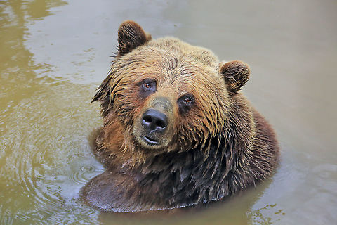 Cooling Off Ursus horribilis ("terrifying bear"). Grizzly is a term used to describe the silver or golden tips of the fur, giving the bear a grizzled look. An adult male can be 700/1000lbs but the record is 1500 lbs.  Canada,Geotagged,Grizzly bear,Summer,Ursus arctos horribilis,nature,wildlife