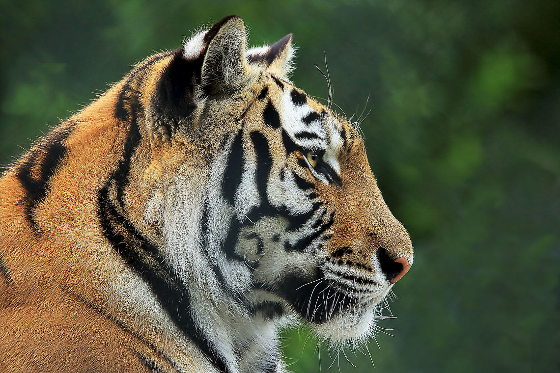 Stealthy Hunter These beautiful cats are the biggest of our cat species, beautiful, graceful and deadly as a hunter. Canada,Geotagged,Panthera tigris altaica,Siberian tiger,Summer,beautiful,carnivore,feline,hunter,nature,zoo