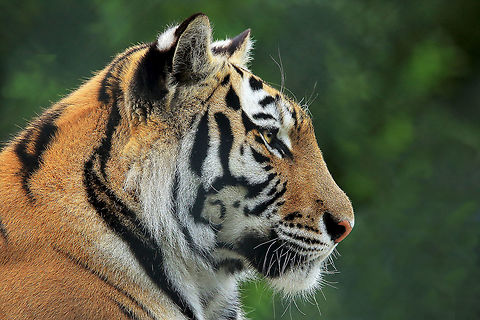 Stealthy Hunter These beautiful cats are the biggest of our cat species, beautiful, graceful and deadly as a hunter. Canada,Geotagged,Panthera tigris altaica,Siberian tiger,Summer,beautiful,carnivore,feline,hunter,nature,zoo