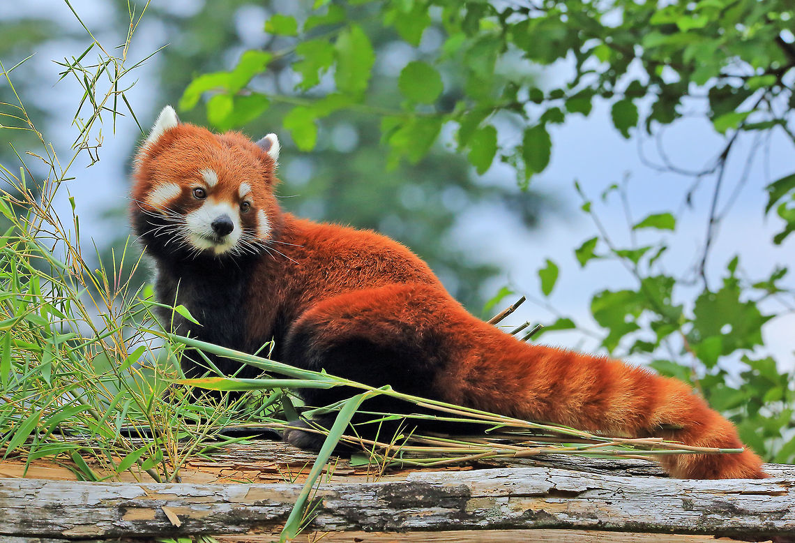 Red Head The Red Panda is also called the lesser panda. Ailurus fulgens,Canada,Geotagged,Red panda,Summer,beautiful,cute,nature,zoo