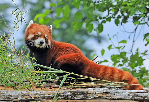 Red Head The Red Panda is also called the lesser panda. Ailurus fulgens,Canada,Geotagged,Red panda,Summer,beautiful,cute,nature,zoo