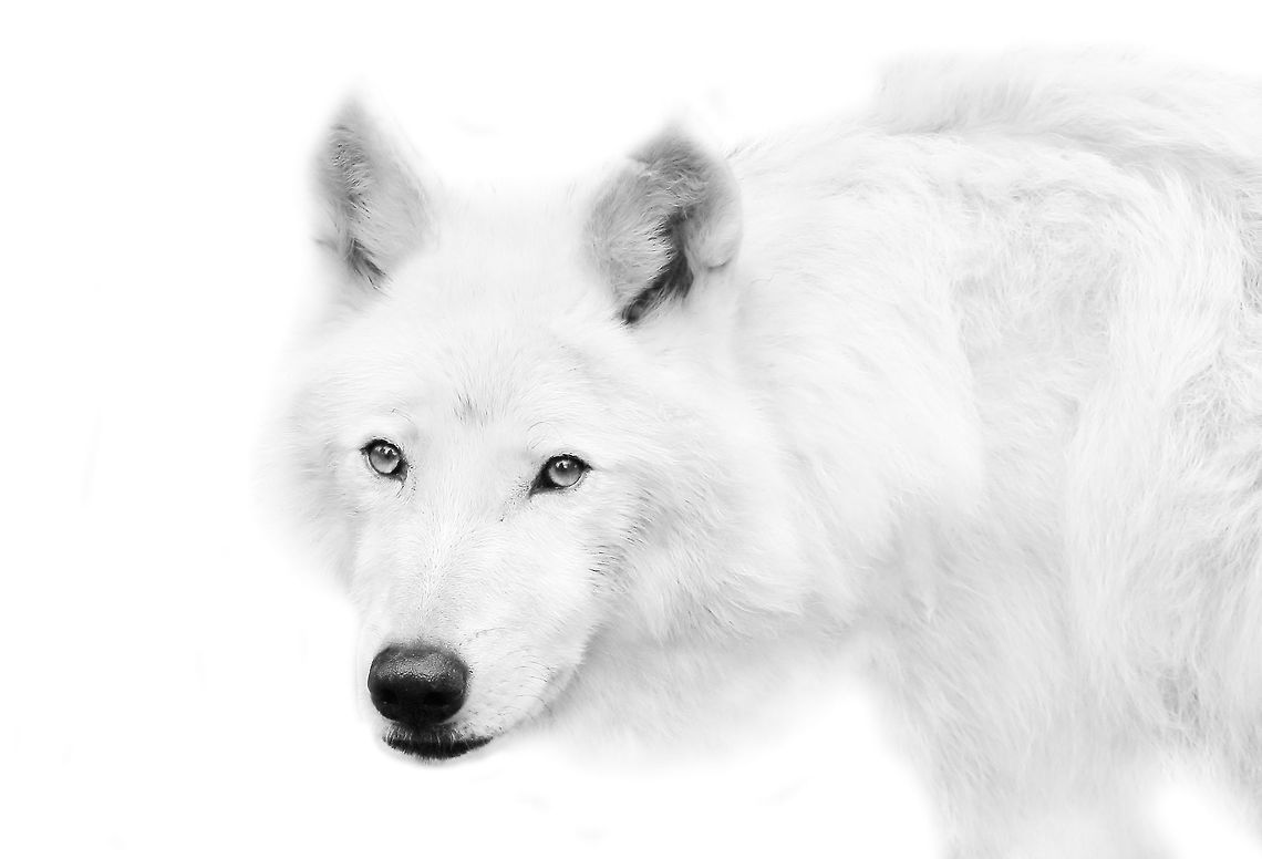 Arctic Ghost The beautiful and specialized hunter of the Arctic. Arctic wolf,Canada,Canis lupus arctos,Geotagged,Summer,beautiful,nature,white