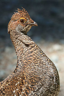 Lady Grouse Female sooty grouse. Dendragapus fuliginosus,Sooty Grouse,bird,canada,nature,wildlife