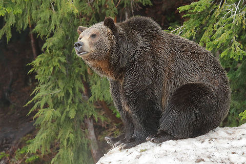 Nice cool bum Big grizzly bear sitting on the snow in early spring. Grizzly bear,Ursus arctos horribilis,beautiful,big,canada,nature,wildlife