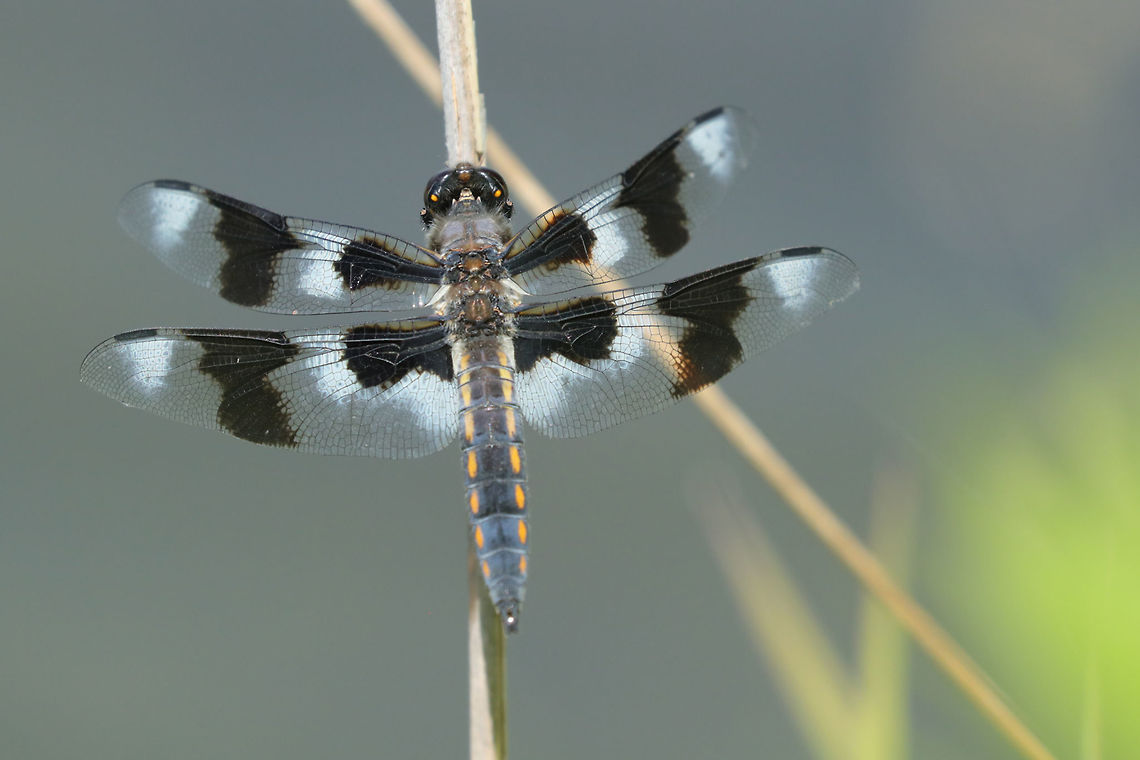 Black and White Spots  Libellula forensis,eight spotted skimmer,nature