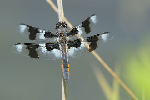 Black and White Spots  Libellula forensis,eight spotted skimmer,nature