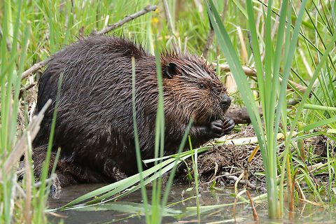 Big Beaver  Castor canadensis,North American Beaver,canada,nature,wildlife
