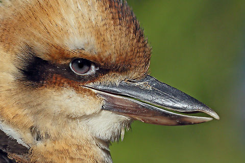 Baby Kookaburra  Dacelo novaeguineae,Laughing Kookaburra,bird,nature
