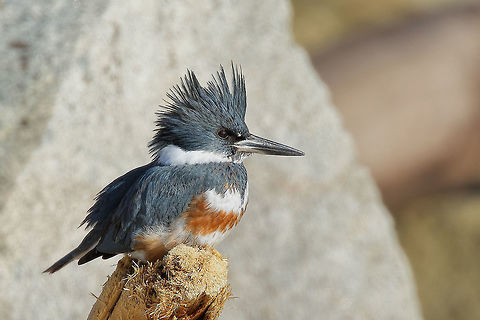 Fancy Belt The female belted kingfisher has a lovely rust colored band of feathers on her chest. Belted kingfisher,Megaceryle alcyon