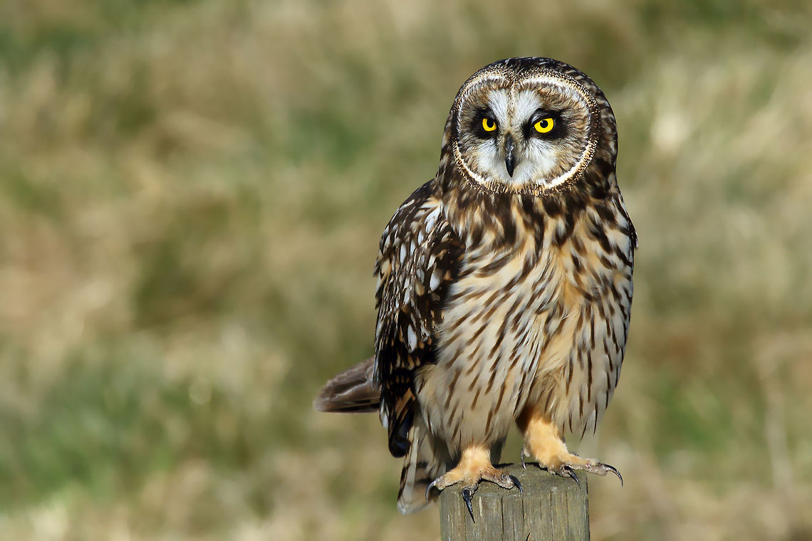 Handsome Shortie Hunting from a post makes it easy to find mice. Asio flammeus,Short-Eared Owl,birds,nature,raptor,wildlife