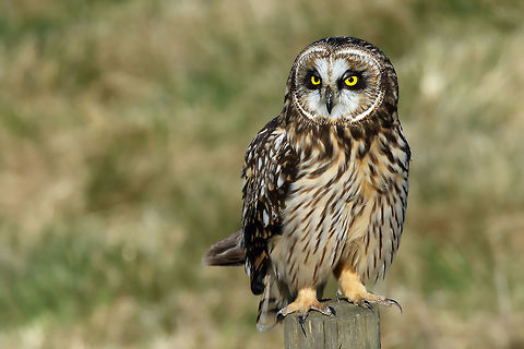 Handsome Shortie Hunting from a post makes it easy to find mice. Asio flammeus,Short-Eared Owl,birds,nature,raptor,wildlife