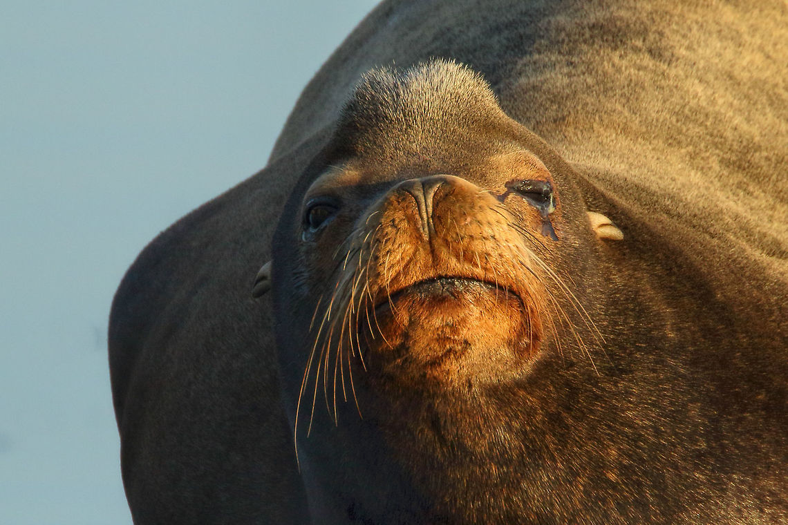 Don't Be Nosey Sea lion soaking up the sun. California sea lion,Zalophus californianus,canada,nature,wildlife