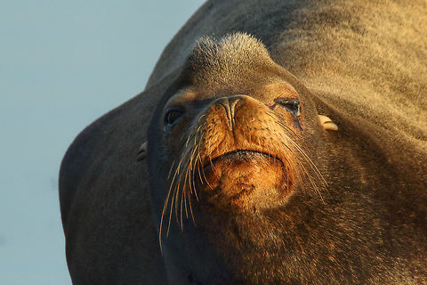 Don't Be Nosey Sea lion soaking up the sun. California sea lion,Zalophus californianus,canada,nature,wildlife