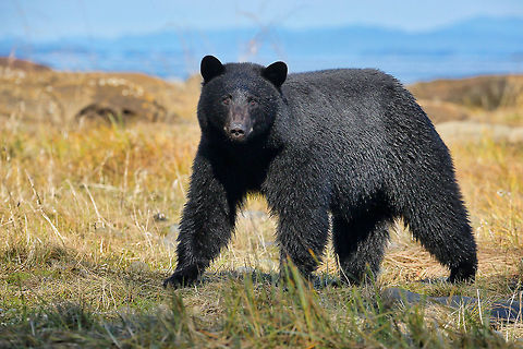 I'm Watching You  American black bear,Ursus americanus,canada,nature,wildlife