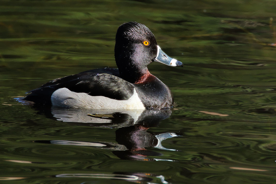 Ring Around The Neck This lovely drake sports a rust colored ring around his neck. Aythya collaris,Ring-necked duck,bird,canada,collaris,nature,wildlife
