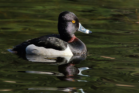 Ring Around The Neck This lovely drake sports a rust colored ring around his neck. Aythya collaris,Ring-necked duck,bird,canada,collaris,nature,wildlife