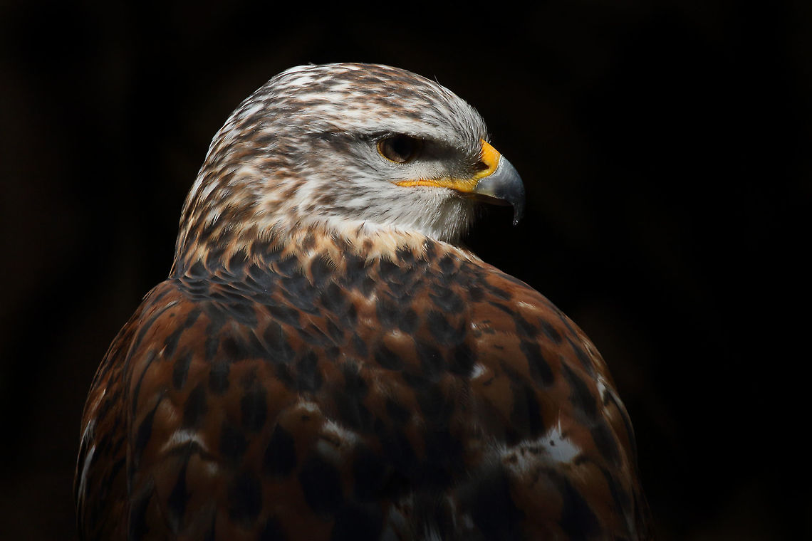 Beautiful Hawk  Buteo regalis,Ferruginous Hawk,bird,canada,nature,raptor,wildlife