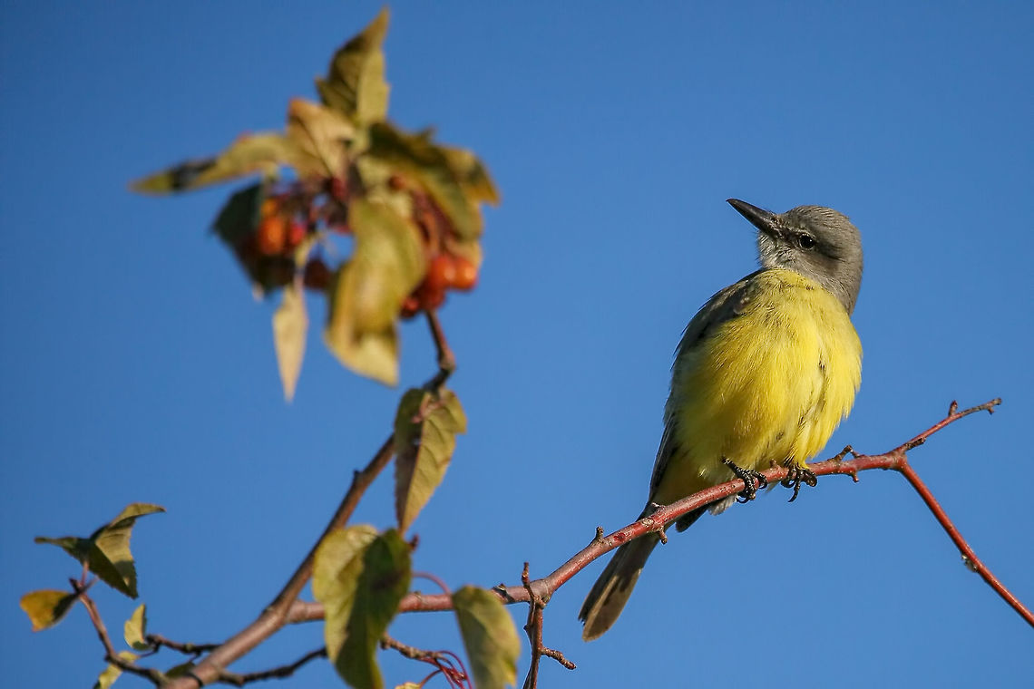 Yellow Belly This lovely bird is just a visitor here in BC as it migrates. Tropical Kingbird,Tyrannus melancholicus,bird,canada,nature,pretty,wildlife