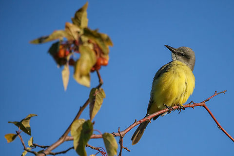 Yellow Belly This lovely bird is just a visitor here in BC as it migrates. Tropical Kingbird,Tyrannus melancholicus,bird,canada,nature,pretty,wildlife