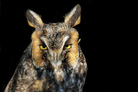 Long Feather This owl doesn't really have long ears at all, just two long feathers on it's head. Asio otus,Long-eared Owl