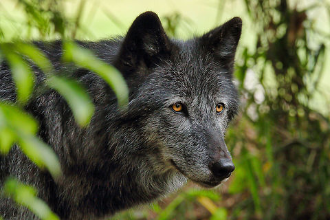 Gray wolf  Canis lupus,Gray wolf