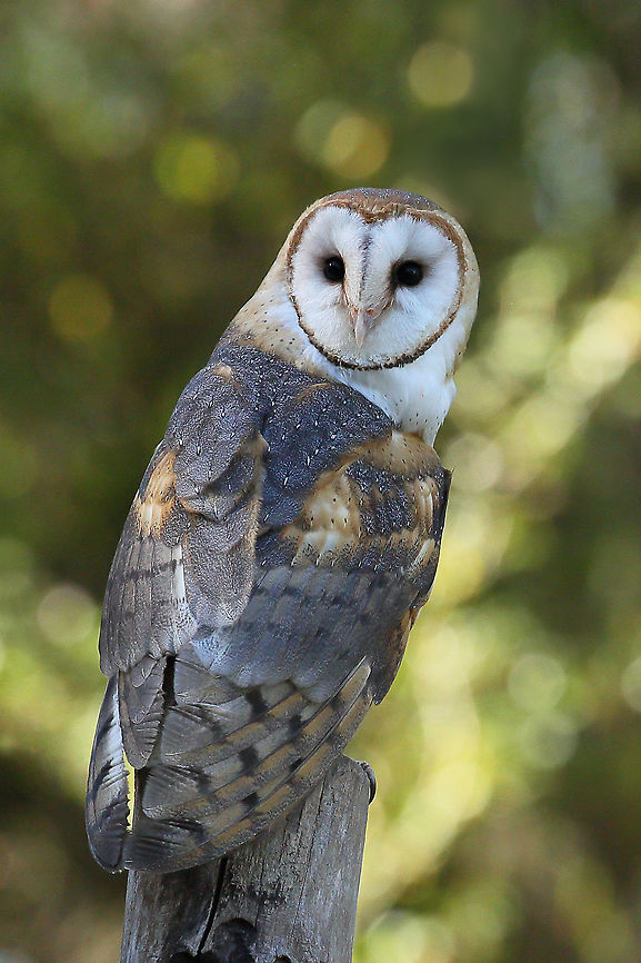 Hooo Goes There  Barn owl,Tyto alba