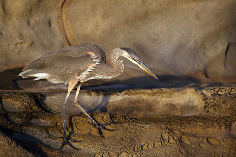 Fish Hunter  Ardea herodias,Great blue heron