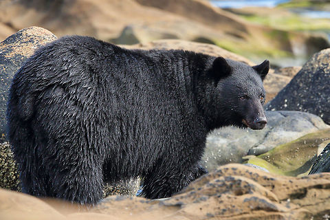 Big Bear Bum This big beauty is looking for spawning salmon, a very important food source especially before hibernation.  American black bear,Ursus americanus,canada,nature,wildlife