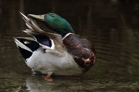 Well Groomed This mallard drake is keeping his feathers groomed and beautiful. Anas platyrhynchos,Mallard,bird,nature,wildlife