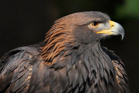 Golden Beauty  Aquila chrysaetos,Golden Eagle,bid,nature,raptor,wildlife