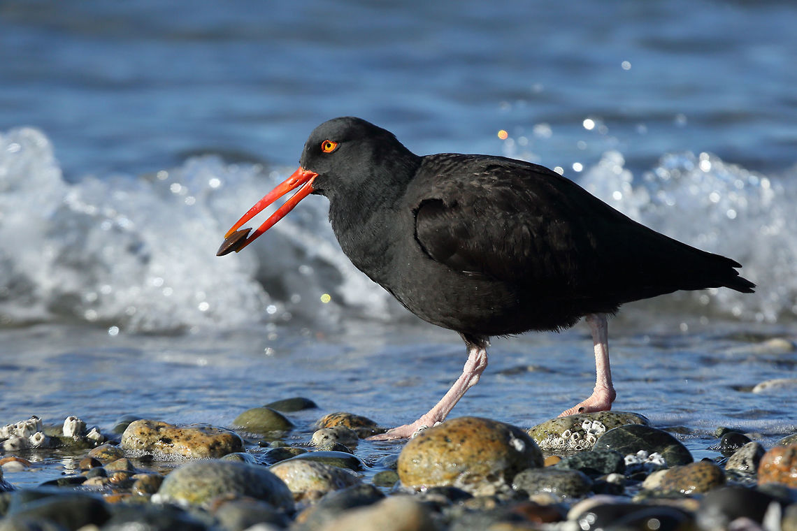 Good Catcher  Black oystercatcher,Haematopus bachmani,bird,canada,nature,wildlife