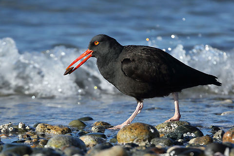 Good Catcher  Black oystercatcher,Haematopus bachmani,bird,canada,nature,wildlife