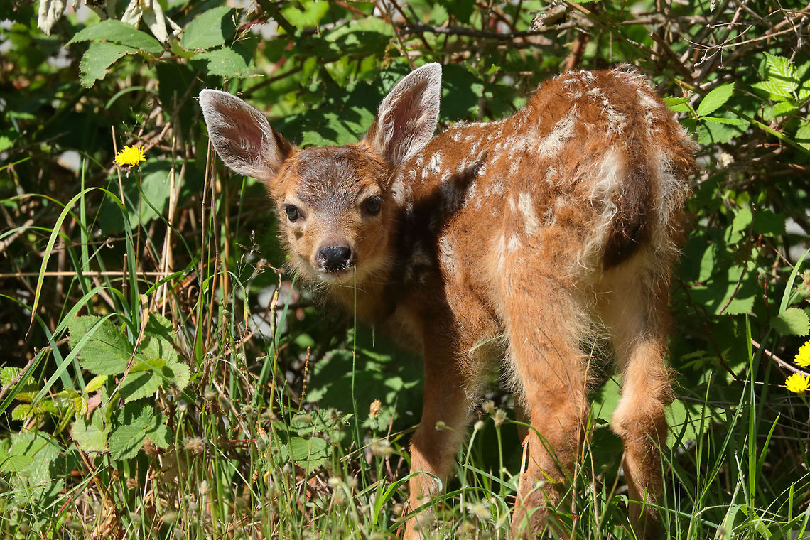 Little Sweetie This is a Columbian black tailed deer fawn (odocoileus hemloneus ssp columbianus) Black-tailed deer,Odocoileus hemionus columbianus