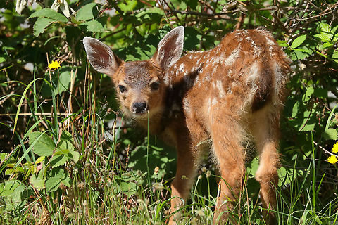 Little Sweetie This is a Columbian black tailed deer fawn (odocoileus hemloneus ssp columbianus) Black-tailed deer,Odocoileus hemionus columbianus
