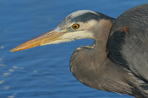 Blue Beauty These beautiful birds are excellent fishers, but they also eat frogs, snakes and other small birds and mammals.  Ardea herodias,Great blue heron,bird,canada,nature,wildlife