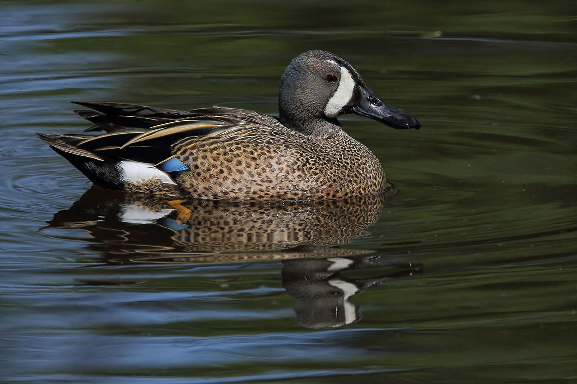 Teal Drake  Anas discors,Blue-winged teal,bird,canada,nature,wildlife