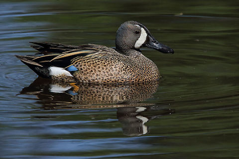 Teal Drake  Anas discors,Blue-winged teal,bird,canada,nature,wildlife