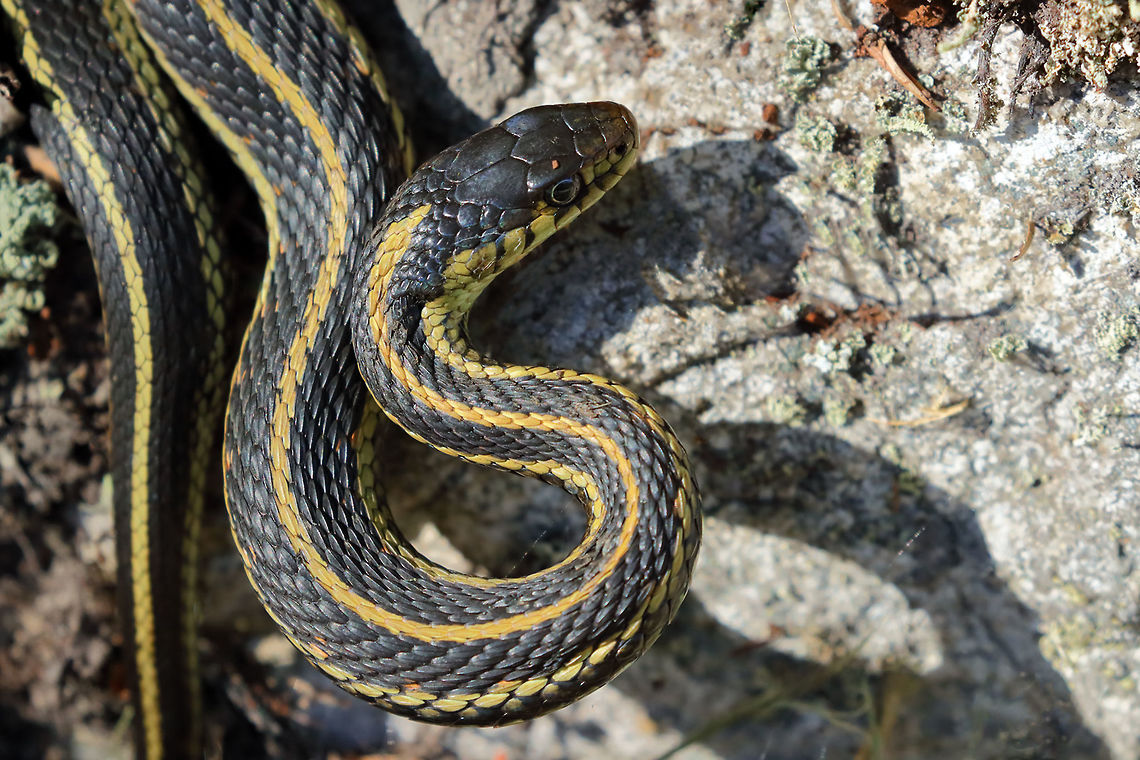 Yellow Stripes  Common Garter Snake,Thamnophis sirtalis,nature