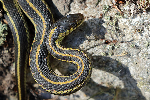 Yellow Stripes  Common Garter Snake,Thamnophis sirtalis,nature