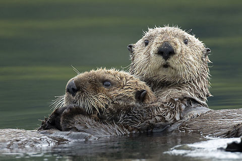 Hang On Tight A female otter and her pup. British Columbia,Canada,Enhydra lutris,Sea otter,nature,wildlife