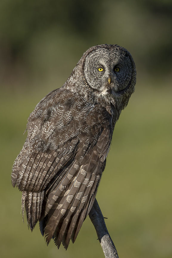 Lovely Feathers While hunting this male owl relaxes his wing showing his beautiful feathers. Bird of prey,Canada,Great grey owl,Strix nebulosa,bird,nature,raptor,wildlife