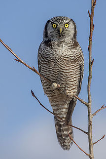 Vole Hunter  Bird of prey,Northern hawk-owl,Surnia ulula,nature,raptor,wildlife
