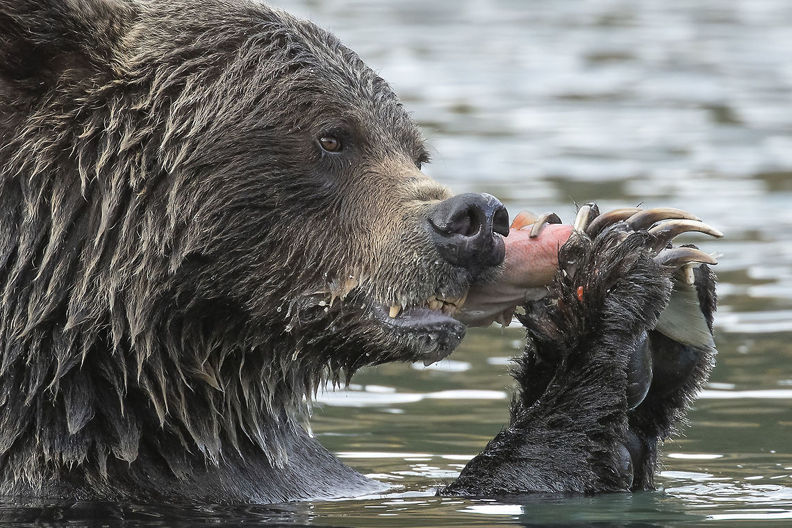 Salmon Snack  Canada,Grizzly bear,Ursus arctos horribilis,nature,wildlife