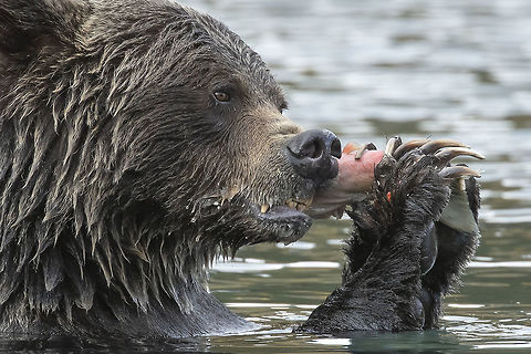 Salmon Snack  Canada,Grizzly bear,Ursus arctos horribilis,nature,wildlife