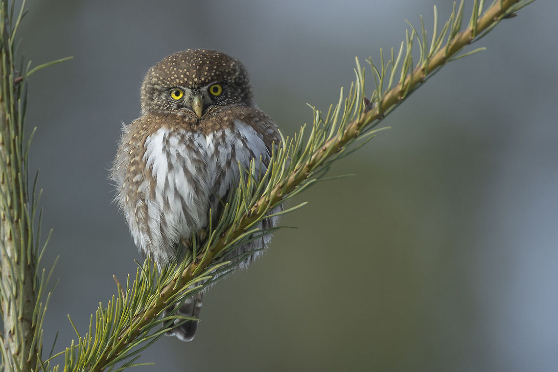 Tiny Raptor This very small raptor is capable of killing prey three times it&#039;s own size. It hunts during the day but preferable at dusk and dawn. It hunts small birds, rodents and insects.  Canada,Geotagged,Glaucidium californicum,Northern pygmy owl,Winter,bird,raptor,small birds