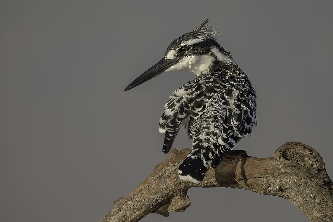 Black & White  Ceryle rudis,Geotagged,Pied Kingfisher,South Africa,Winter,bird,nature,wildlife